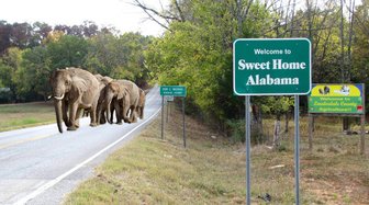 Elephants in Alabama