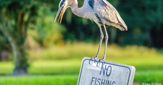 Great blue heron perched atop a No Fishing sign, symbolizing unanswered legal complaints in Alabama