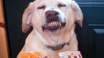 Labrador Retriever dog grinning mischievously, perhaps distracted like football fans unaware of Fairhope City Council news