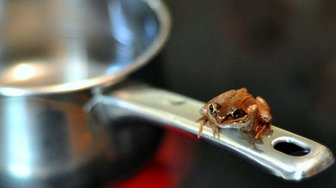 A frog sits on a pot handle, illustrating the boiling frog fable about gradual unnoticed danger