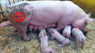 A sow nurses piglets; a reference to Catalyst’s efforts to cultivate new political candidates in Baldwin County