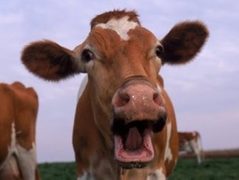 Cow with open mouth, symbolizing lack of progress on Baldwin County Mega-site development