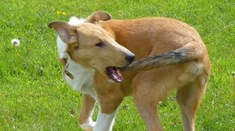 Dog chasing its tail in grass; symbolizes Fairhope City Council’s unproductive actions described in this article