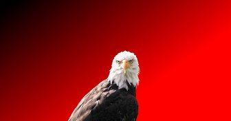 Bald eagle portrait against a red background, symbolizing service and sacrifice for a Vietnam veteran’s healthcare journey