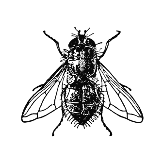 Illustration of a fly against a black background, symbolizing Alabama’s stagnant political state