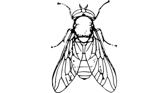 Illustration of a fly, symbolizing corruption and harmful relationships within city government