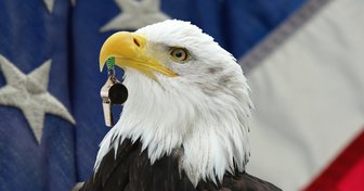 Bald eagle head against a blurred American flag background, symbolizing scrutiny of Fairhope politics and local government