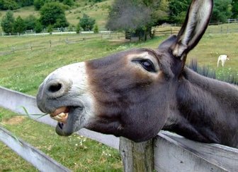 Donkey peering over a fence, possibly symbolizing political absurdity and unexpected events discussed in the city council ...