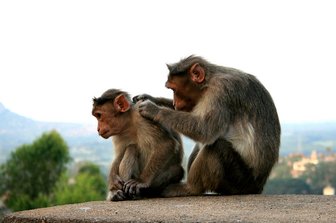 Two monkeys grooming each other, symbolizing divisive behavior and uncivil discourse in the Senate race discussion