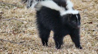 A skunk walks through dry grass, symbolizing how good intentions for Fairhope’s government could be spoiled by politics