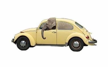 ELEPHANT IN A VOLKSWAGEN - Ripp Report