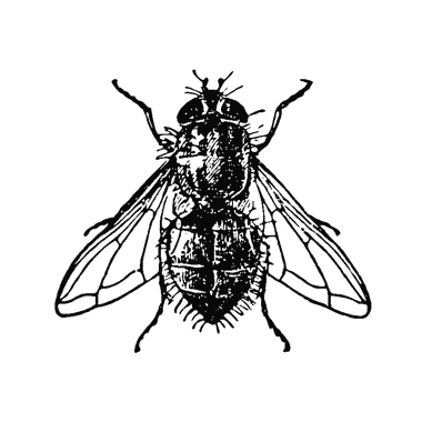 FLIES IN THE OINTMENT - Ripp Report