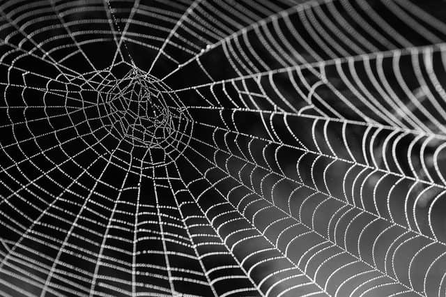 A SPIDER’S WEB