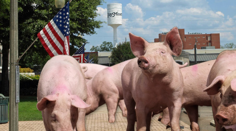 BAY MINETTE CHRISTMAS AND THE HOG FARM